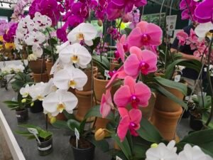 Phalaenopsis