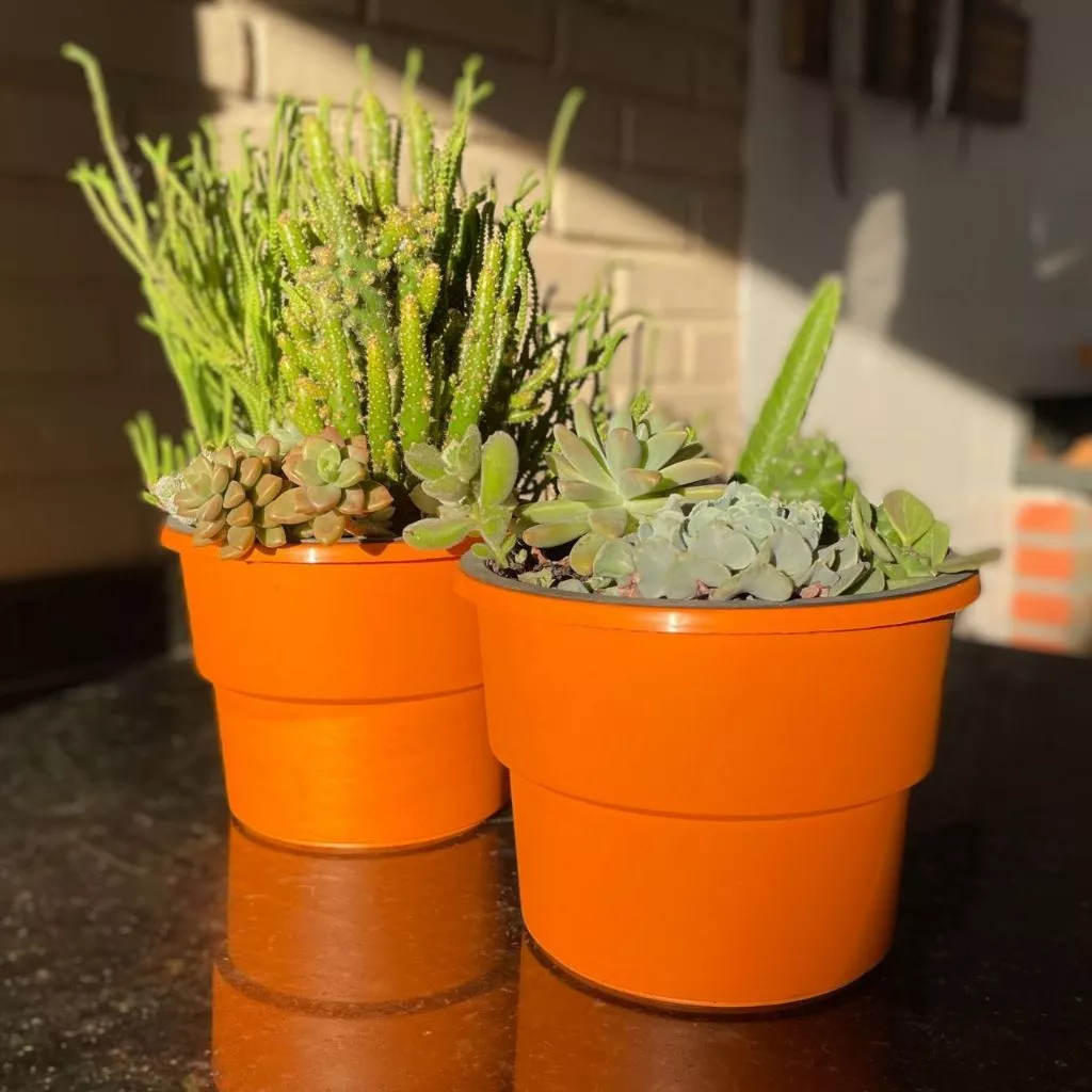 Vaso Autoirrigável Shopee