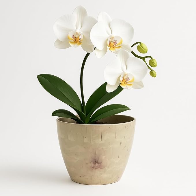 Vaso Decorativo Amazon