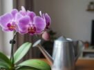 como regar orquídeas em apartamento