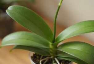 orquídea não floresce