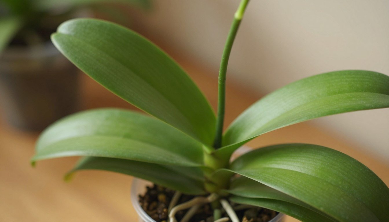orquídea não floresce