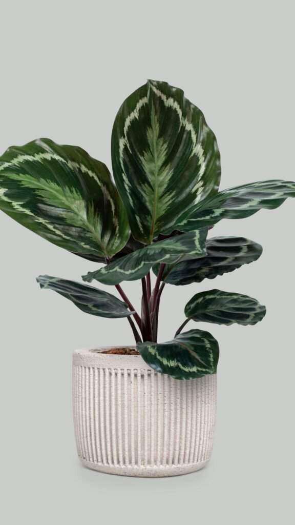 Aglaonema