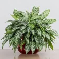 Aglaonema