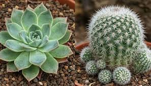 Suculentas e Cactos