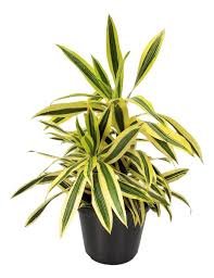 Dracena