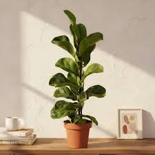 Ficus Lyrata