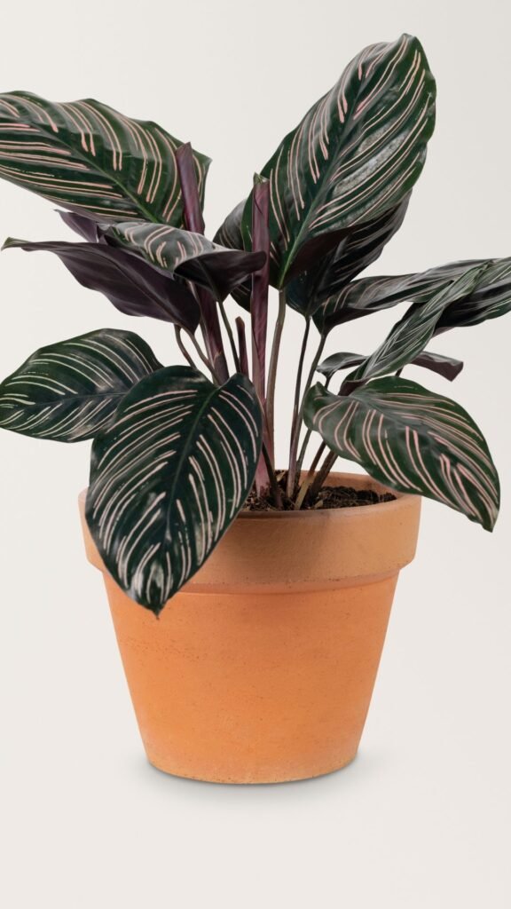 Maranta