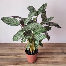 Maranta