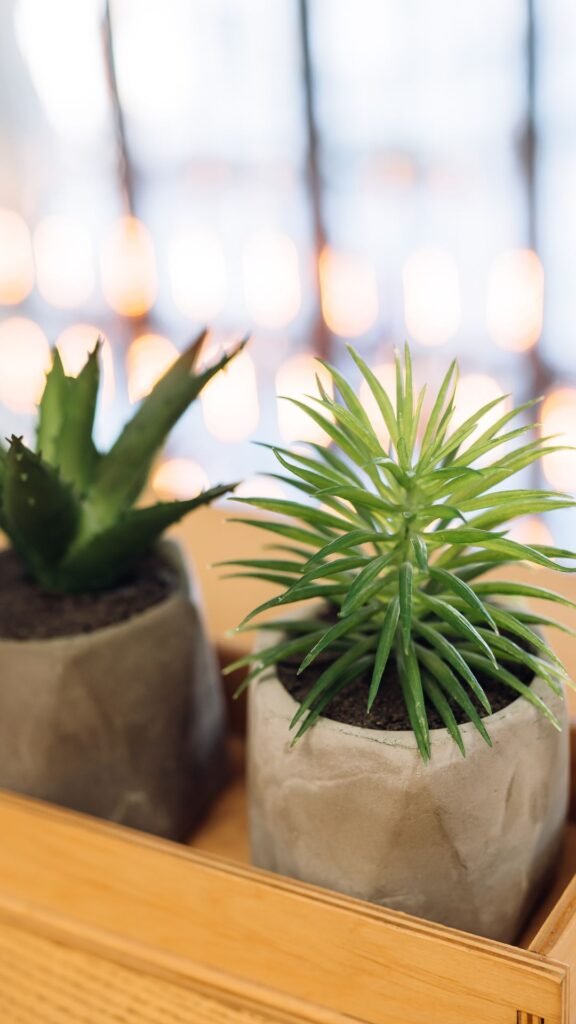 Suculentas e Cactus