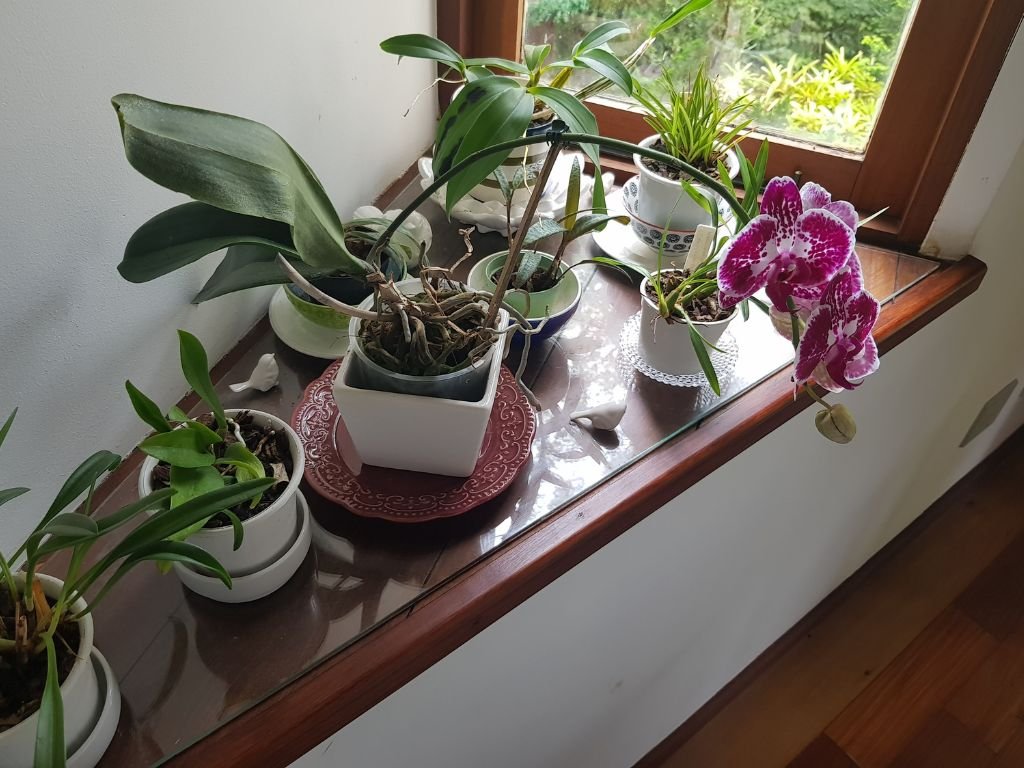Orquídeas cultivadas próximas à janela na casa em Teresópolis
